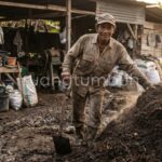 Proses pencetakan kompos blok dari kotoran sapi menggunakan cetakan manual untuk memperbaiki struktur tanah.