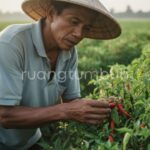 Cara membuat fungisida alami dari baking soda untuk membasmi jamur patek atau antraknosa pada tanaman cabai di lahan organik.