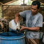 Proses fermentasi pupuk organik cair dalam drum biru dengan sistem aerator selang untuk pertanian organik.