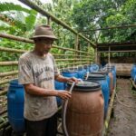 Cara memperbaiki pupuk organik cair yang berbau busuk dan banyak belatung menggunakan molase dan EM4.