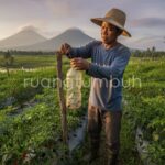 Cara membuat perangkap lalat buah alami dari botol bekas dan kapur barus untuk pertanian organik.